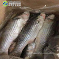 2019 New Stock IWP seafood fish frozen grey mullet wholesale 6/8 pcs